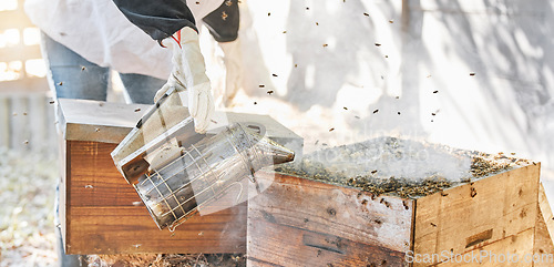 Image of Farm, beekeeping and smoker for sustainable production of honey in an outdoor agriculture industry. Farming, bees and beekeeper or farmer manufacturing honeycomb in eco friendly environment or field.