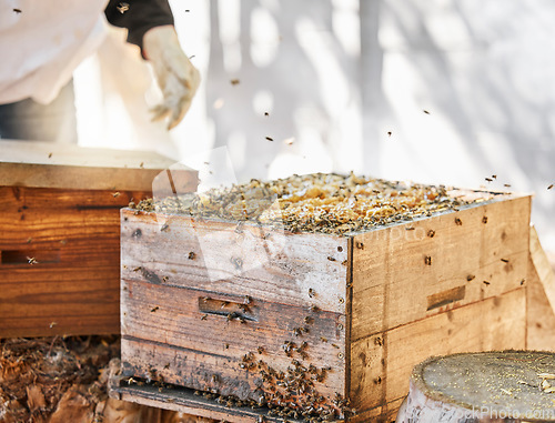 Image of Bees, beekeeper and honeycomb, box for beekeeping and sustainability in nature at bee farm warehouse. Farming, honey and backyard agriculture, eco friendly industry and safety for beeswax farmer.