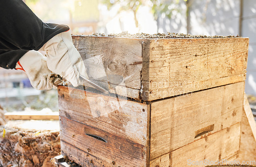 Image of Beekeeping, start and hands of a person with box for sustainability, agriculture and production of honey on farm. Nature, ecology and beekeeper farming honeycomb for sustainable and natural food