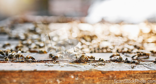 Image of Farm, honey and agriculture with a bee colony outdoor in the countryside for natural farming or beekeeping. Nature, background and sustainability with bees outside in their habitat or environment
