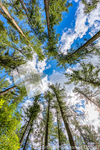 Image of Tall pine tree tops against blue sky and white clouds