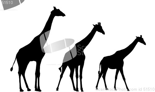 Image of Giraffe Silhouettes