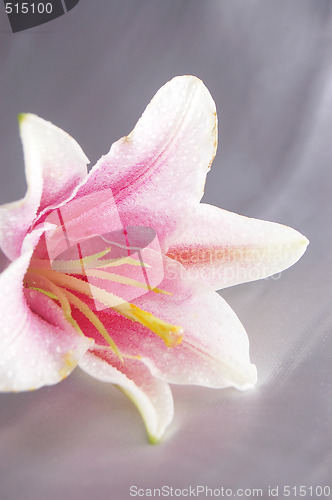 Image of beautiful exotic lilly