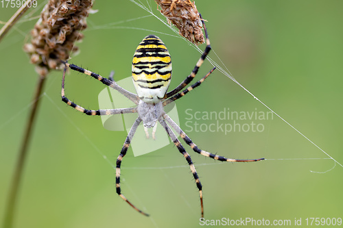 Image of Argiope bruennichi (wasp spider) on web