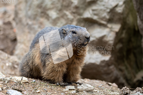 Image of Alpine marmot European wildlife