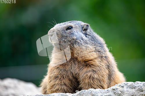 Image of Alpine marmot European wildlife