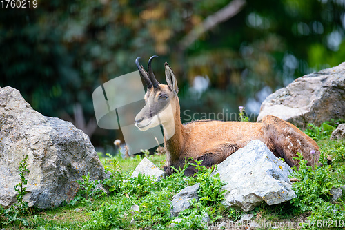 Image of Chamois, goat-antelope native to mountains in Europe