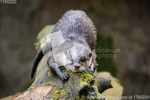 Image of European otter rest on tree trunk