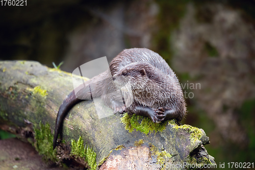 Image of European otter rest on tree trunk