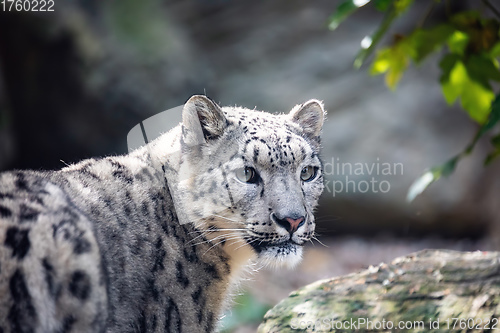 Image of snow leopard, Irbis Uncia uncia