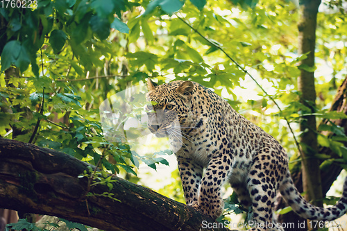 Image of big cat Persian leopard, Panthera pardus saxicolor)