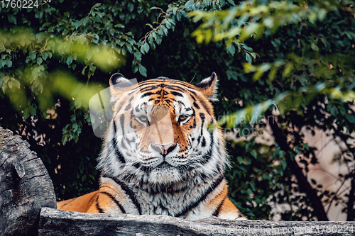 Image of resting Siberian tiger, Panthera tigris altaica