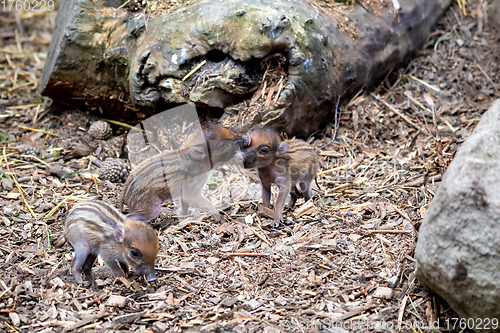 Image of endangered small baby of Visayan warty pig