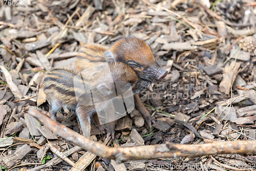 Image of endangered small baby of Visayan warty pig