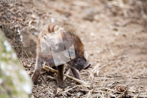 Image of endangered small baby of Visayan warty pig