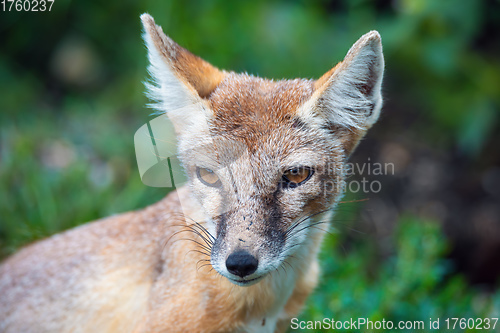 Image of Korsak or steppe Fox a predatory mammal