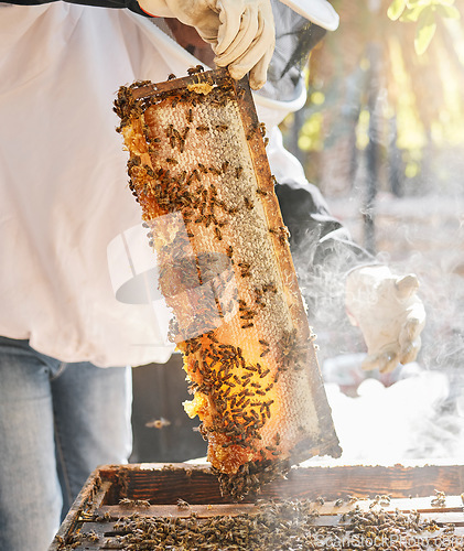 Image of Bees, nature and hands with honey for beekeeping hobby, sustainable farming and organic food products. Hive production, agriculture and beekeeper in safety suit harvesting natural and fresh honeycomb