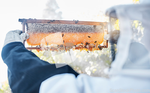 Image of Bees, beekeeper and honey nutrition on farm for eco friendly, honeycomb industry and farmer working in countryside. Beekeeping, raw organic wax and natural sustainability farming or harvest process