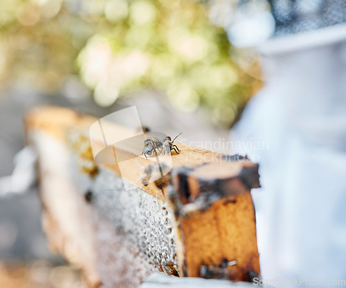 Image of Frame, beehive and bees for outdoor apiculture, farming and honey production in countryside in summer. Insect nest, honeycomb and beeswax with beekeeper in blurred background at farm in Los Angeles