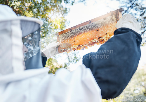 Image of Honey, bees and bee farm employee with honeycomb frame ready for agriculture harvest and production. Sustainability, eco friendly and ecology farming in a garden for golden food product in nature