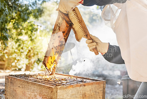 Image of Honey, production and beekeeper with brush and honeycomb wood frame while working on bee farm for sustainability, food and farming process. Hand of farmer cleaning box for maintenance of bees