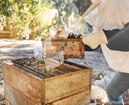 Image of Sustainability, beekeeping and nature, beekeeper with honeycomb in backyard bee farm. Farming, bees and agriculture, eco friendly honey manufacturing industry and safety for sustainable bee farmer.