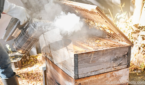 Image of Bee farming, wood box and smoke with nature and beekeeping, honey extraction and natural product outdoor. Farmer, beekeeper and beehive, organic with manufacturing and production process with bees.