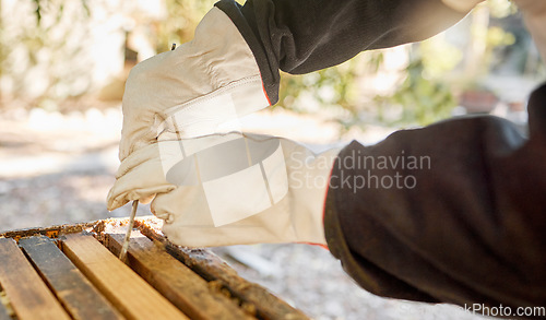 Image of Beekeeping, box and hands of a beekeeper with honey production, sustainable food and natural farming in a garden. Nature, sustainability and worker extracting an eco friendly and organic honeycomb