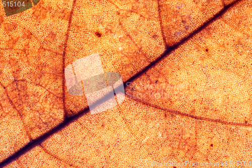 Image of Autumn leaf background