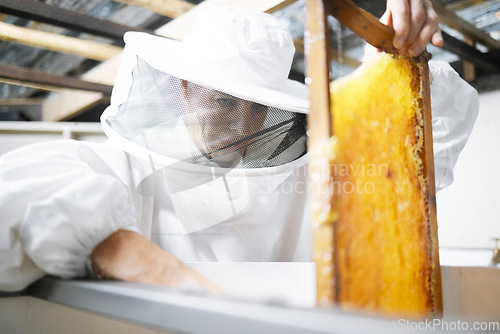 Image of Honeycomb, honey production and woman, farmer with suit for safety, manufacturing process with beekeeper and workshop. Bee farming, natural product from bees and organic, eco friendly and extraction.