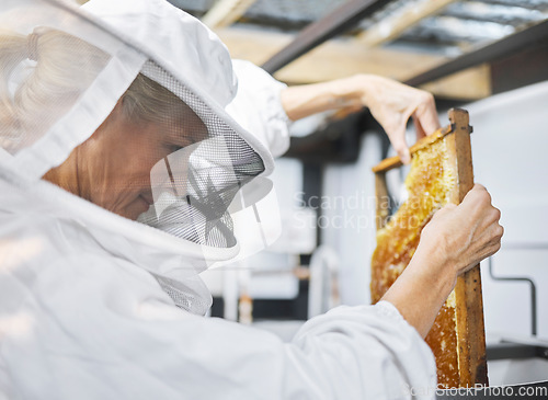 Image of Bee farm, honey frame and woman putting honeycomb into extractor machine in factory. Beekeeper, manufacturing and female small business farmer in safety suit holding beehive for harvest at plant.