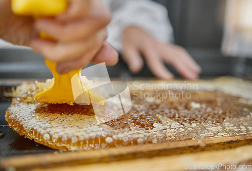 Image of Beekeeping, honeycomb and hands with tools for honey collection, extraction and production process. Nature, farming and beekeeper with equipment to harvest natural, organic and food produce from bees