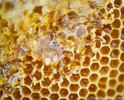 Image of Honey, natural honeycomb and closeup with gold, healthy and organic product for wellness, sweet and sticky. Macro zoom, apiculture and production for bee agriculture, nutrition and harvesting process