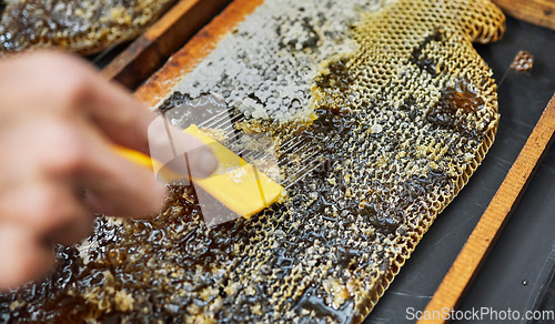 Image of Hands, beekeeper or upcapping tool in honey harvest, sustainability agriculture or bees product on countryside food farming. Zoom on insect scraper, honeycomb or hive equipment for sweet syrup farmer