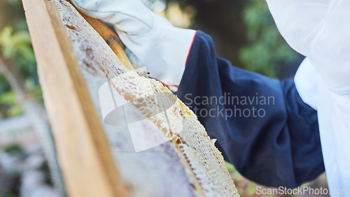 Image of Hands, beekeeper or checking wooden frame on honey farm, sustainability agriculture land or healthy food field. Zoom, texture or farmer and insect box for sweet syrup harvest or healthcare production