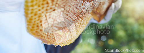 Image of Honeycomb, bee production and honey farm harvest in a eco friendly, sustainability and green garden. Agriculture, bees and small business farmer harvest with a beekeeper worker holding gold beeswax