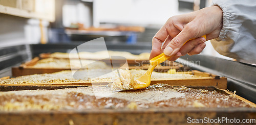 Image of Hands, honeycomb and harvest tools for beeswax, farming and eco friendly production. Beekeeper, worker and propolis process on frame for natural product, manufacturing and sustainability in ecology