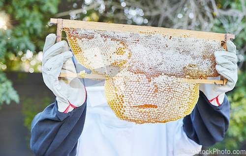 Image of Beekeeping, nature and hands with honey frame ready to harvest, extraction and collect natural product from bees. Sustainable farming, agriculture and beekeeper with organic honeycomb from beehive