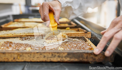 Image of Honey frame, hands and harvest tool for uncapping beeswax at factory farm. Farming worker, beekeeping industry and person harvesting natural, organic and healthy food product at manufacturing plant.