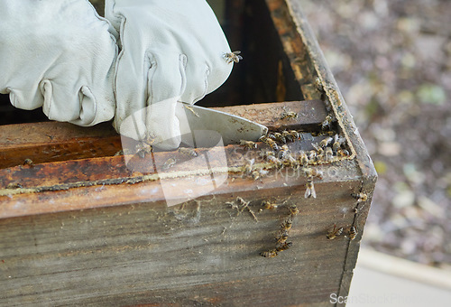 Image of Beekeeper hands, honey production and bees business on agriculture bee farm for honeycomb. Working, farmer and eco friendly sustainability harvest with a wood box for beekeeping and beeswax