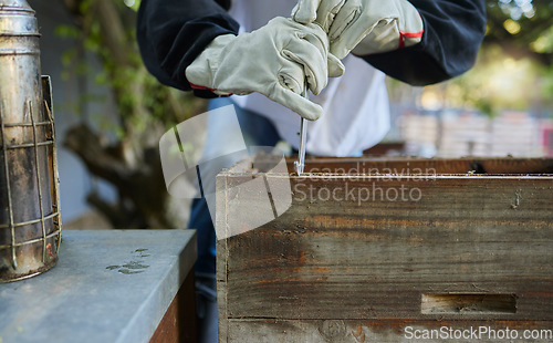 Image of Beekeeper, hive tool and opening box, crate and storage to remove frame for honeycomb production process. Bees, insects and farmer hands collect wood container for harvest, sustainability and ecology