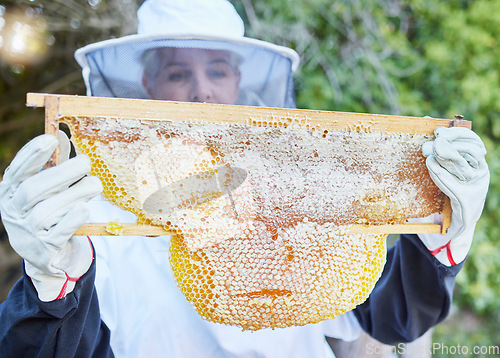 Image of Honey, woman and beekeeper working in the countryside for agriculture, honey farming and production. Sustainability, honeycomb and raw product in frame with worker harvesting, process and extract
