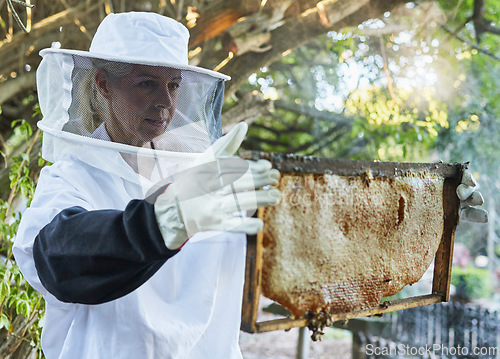 Image of Woman, beekeeper hat or honeycomb check on honey production farm, sustainability farming land or healthy food agriculture. Mature worker, farmer or insect bees on wooden frame on Canada countryside