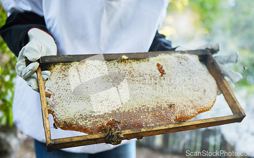 Image of Honeycomb, frame and hands of beekeeper at farm ready for beeswax, propolis and honey harvest. Beekeeping, bees and person, worker and employee in safety gear holding beehive product for inspection.