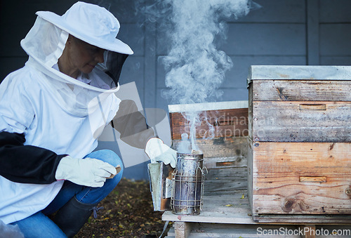 Image of Bees, woman and smoke for honey, agriculture production and eco sustainability process in environment. Beekeeper in suit smoking insects in honeycomb box, container and frame for sustainable farming