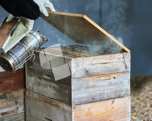 Image of Smoker, box and hands of beekeeper at farm to relax and calm bees. Beekeeping, sustainability and agriculture with person, worker or employee with equipment for smoking bugs for organic honey harvest