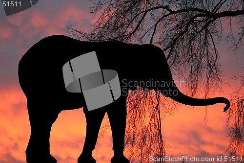 Image of Elephant at sunrise