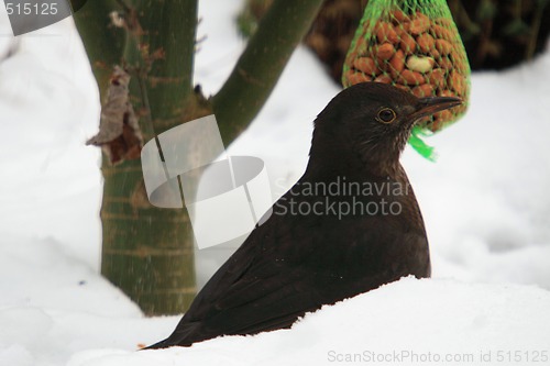 Image of Blackbird (Turdus merula) in snow