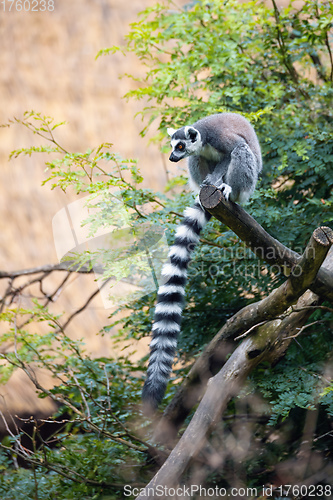 Image of cute and playful Ring-tailed lemur