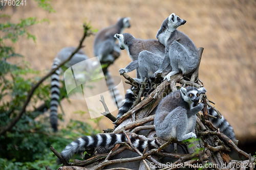 Image of cute and playful Ring-tailed lemur